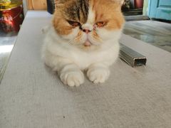 -猫岛主趣味餐厅(鼓浪屿店)