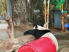 -海南热带野生动植物园