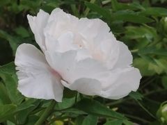 -洛阳市隋唐城遗址植物园