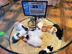 -卡通尼·Safari非洲探索乐园·生日会(金桥国际商业广场店)