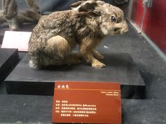 -昆明动物博物馆