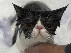 -FAELING PETS美天灵宠物(富力广场店)