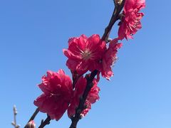 -南国桃园旅游度假区