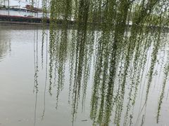 -高东镇樱花园