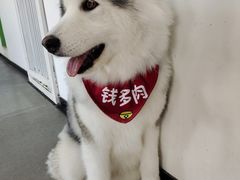 -Husky Go! 哈士奇体验馆·宠物咖啡厅狗咖