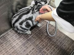 -中农国际动物医院24小时·猫科·骨科·急重症中心
