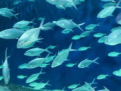 -上海海洋水族馆