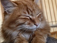 -猫在这儿猫咪咖啡馆·撸猫馆