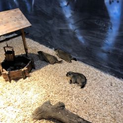 -酷嗒动物文化乐园(cutezoo西溪乐天城店)