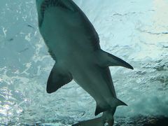 -瑞普利水族馆
