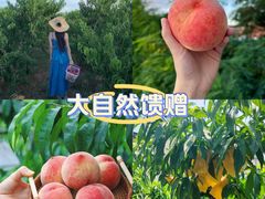 -老袁家蜜桃农场·阳山水蜜桃