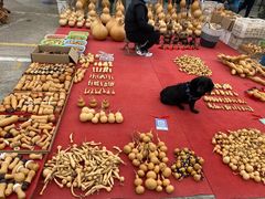-中环花鸟鱼虫市场