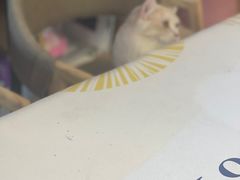 -山宅一喵德文卷毛猫舍
