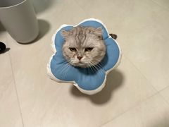 -北京观赏动物医院·24小时大型综合·猫专科·异宠专科