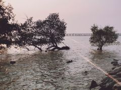 -宝安西湾红树林湿地公园