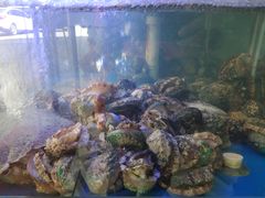 会跳舞的大鲍鱼-小龍鳳·港式海鲜打边炉(沙湖路店)