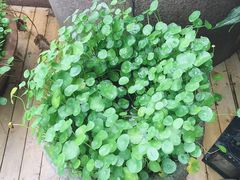 -青藤茶馆(凤起路店)