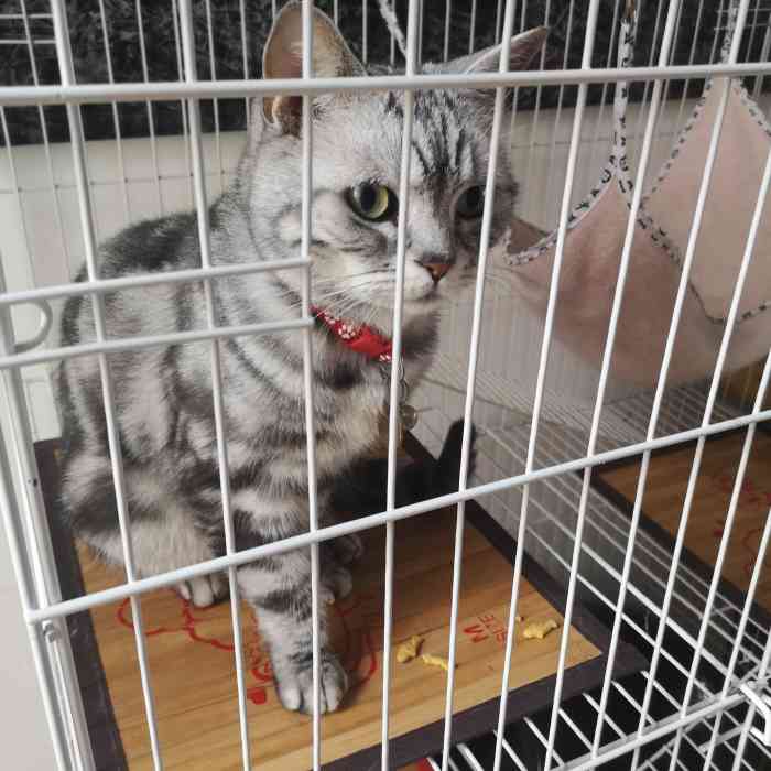 猫咖·匆匆那年-"在万象城步行街 适合没事自己来度过一个安.