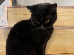 -猫房·猫吧·猫咖(龙湖时代汇店)