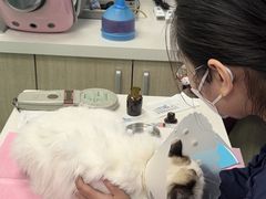 -北京观赏动物医院·24小时大型综合·猫专科·异宠专科