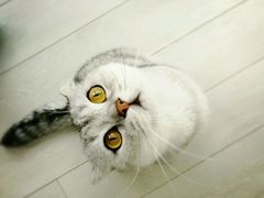 -喵的天空名猫咖啡馆·撸猫·猫舍·用品