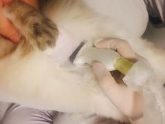 -中农大我爱我爱24h动物医院·中医针灸·猫专科·骨科医疗中心(双井店)