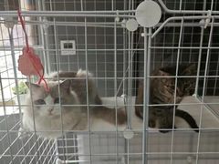 -莱姆星桌游·拼豆·团建