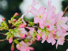 -天适樱花悠乐园