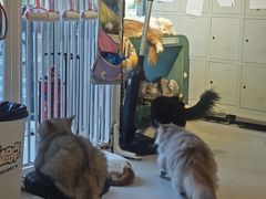 -平行世界·猫咖(首经贸店)