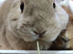 -藦茜花园宠物主题亲子互动体验馆(国顺东路店)