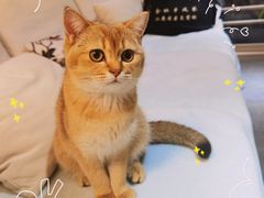 -唐小姐の猫狗洗护·购宠旗舰店(周浦万达店)