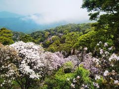 -梧桐山风景名胜区