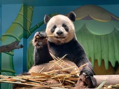 -广州长隆野生动物世界