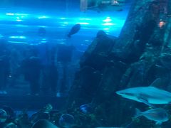 -迪拜水族馆及水下动物园