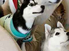 -怪兽屋·羊驼·猫咖·狗咖(俊华广场店)