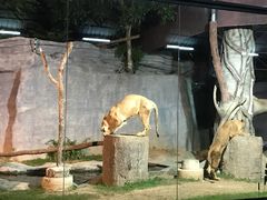 -清迈夜间动物园