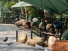 -三亚亚龙湾人间天堂鸟巢度假村