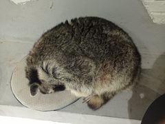 -浣熊柯尔鸭土拨鼠·电玩咖