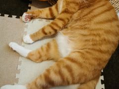 -猫猫幼稚园·撸猫·桌游·电玩
