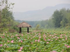 -微山湖红荷湿地景区