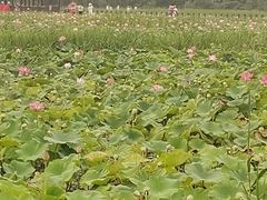 -西青郊野公园