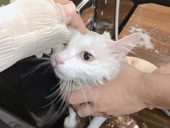 -袖虎宠物(锦绣生态园店)