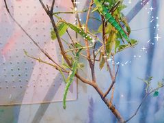 -上海大自然野生昆虫馆(东方明珠·爬宠昆虫探索中心)
