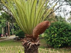 -中国科学院西双版纳热带植物园
