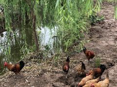 -同銮特种养殖场·龙虾垂钓