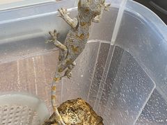 -酷以爬仙阁实体爬宠店·守宫·蜥蜴·专业繁育