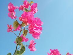 -龙大花卉苗木市场