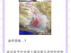 -瑞派申生动物医院·24H夜诊·国际动物医疗中心·骨外科(吴中路店)