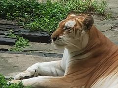 -麒麟中餐厅·经典粤菜·地道菜式老字号(广州长隆酒店)