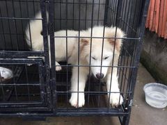 -翊宠yipet猫狗购宠庄园犬舍•猫舍